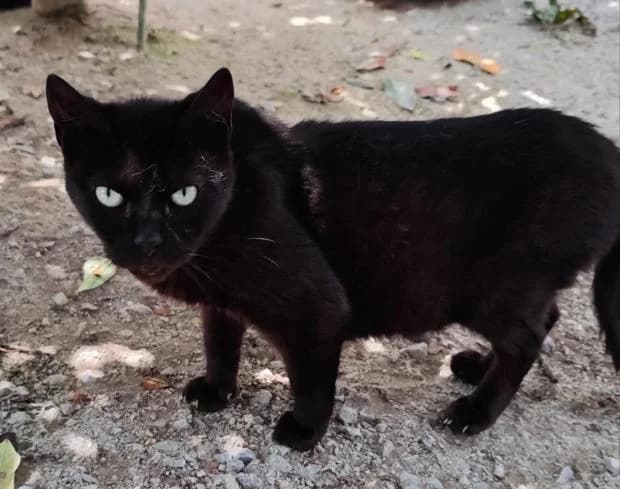 Indiana, European Shorthair (Fondation Brigitte Bardot)