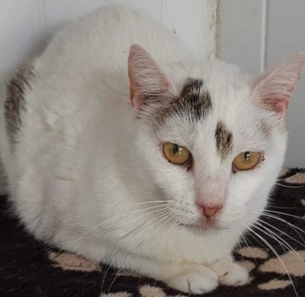 Donatella, European Shorthair (Fondation Brigitte Bardot)