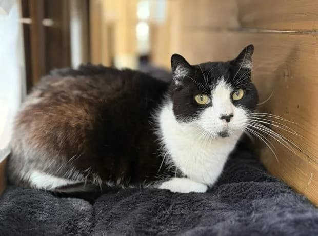 Figaro, European Shorthair (Fondation Brigitte Bardot)