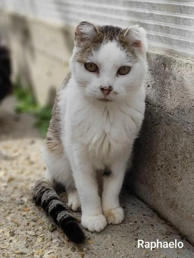 Raphaelo, European Shorthair (Fondation Brigitte Bardot)