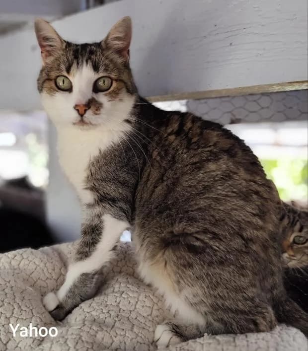 Yahoo, European Shorthair (Fondation Brigitte Bardot)