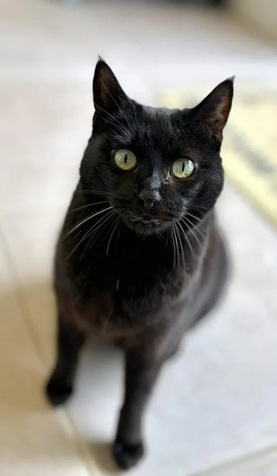 Prize, European Shorthair (Fondation Brigitte Bardot)