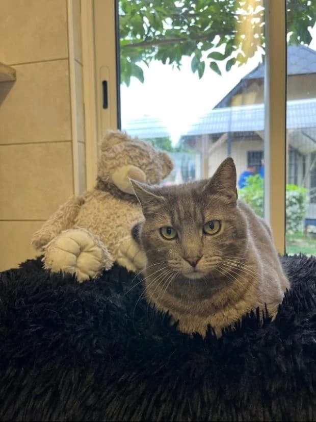 Billy, European Shorthair (Fondation Brigitte Bardot)