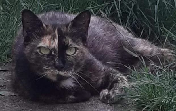 Feline, European Shorthair (Fondation Brigitte Bardot)