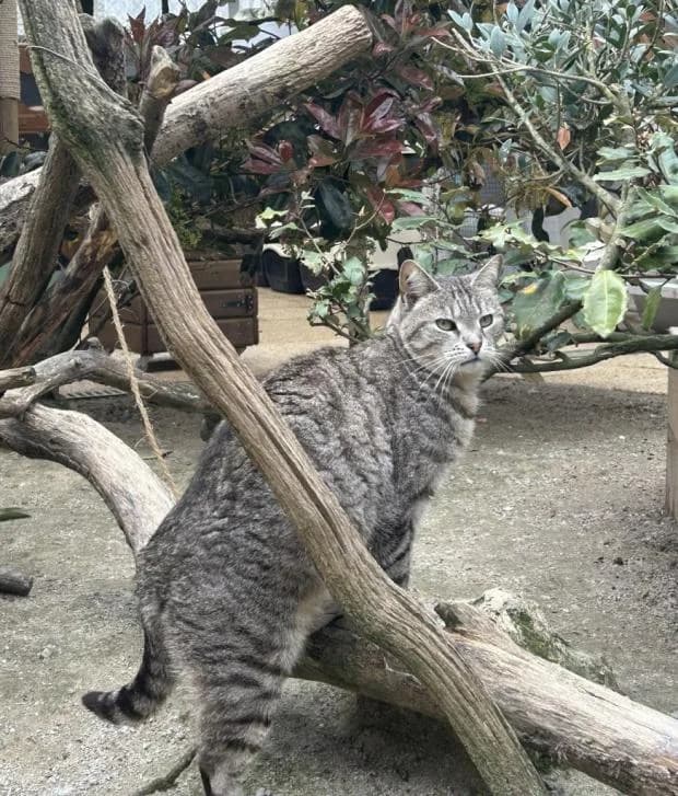 Buster, male European Shorthair for adoption at Fondation Brigitte Bardot, Paris