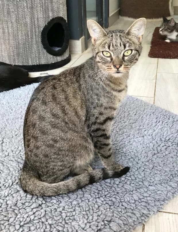Melchior, European Shorthair (Fondation Brigitte Bardot)