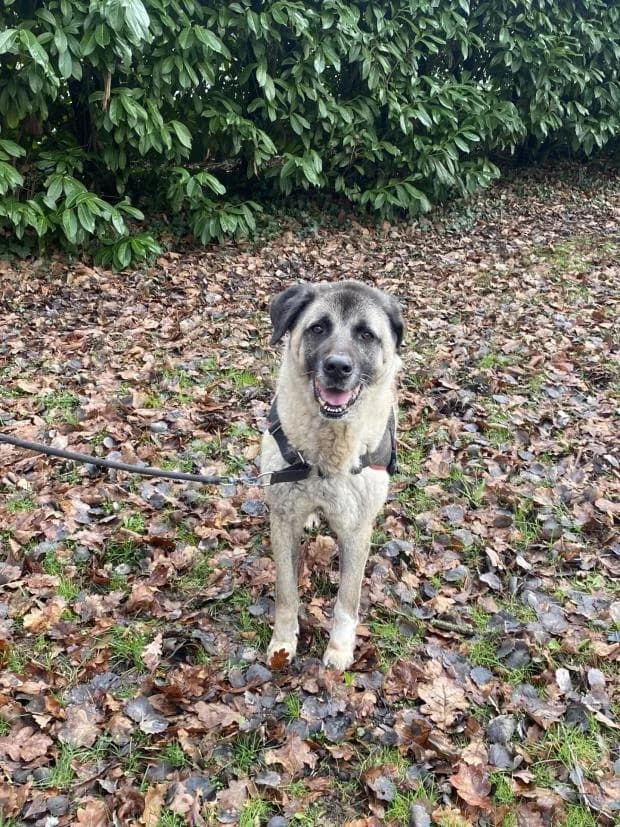 Atoll, male Mixed Breed for adoption at Fondation Brigitte Bardot, Paris