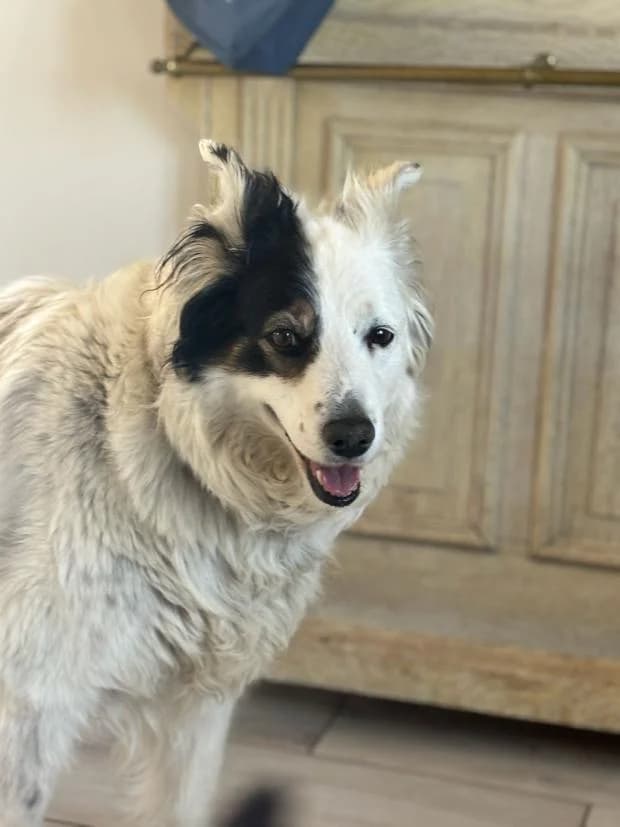 Nesta, female Mixed Breed for adoption at Fondation Brigitte Bardot, Paris