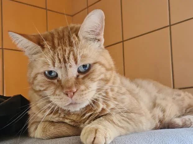 Rouckin, Mixed Breed (Fondation Brigitte Bardot)