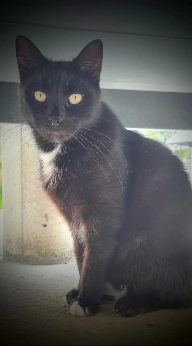 Reglisse, European Shorthair (Fondation Brigitte Bardot)