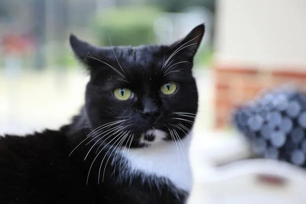 Gayant, European Shorthair (Fondation Brigitte Bardot)