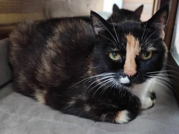 Juliette, female European Shorthair for adoption at Fondation Brigitte Bardot, Paris