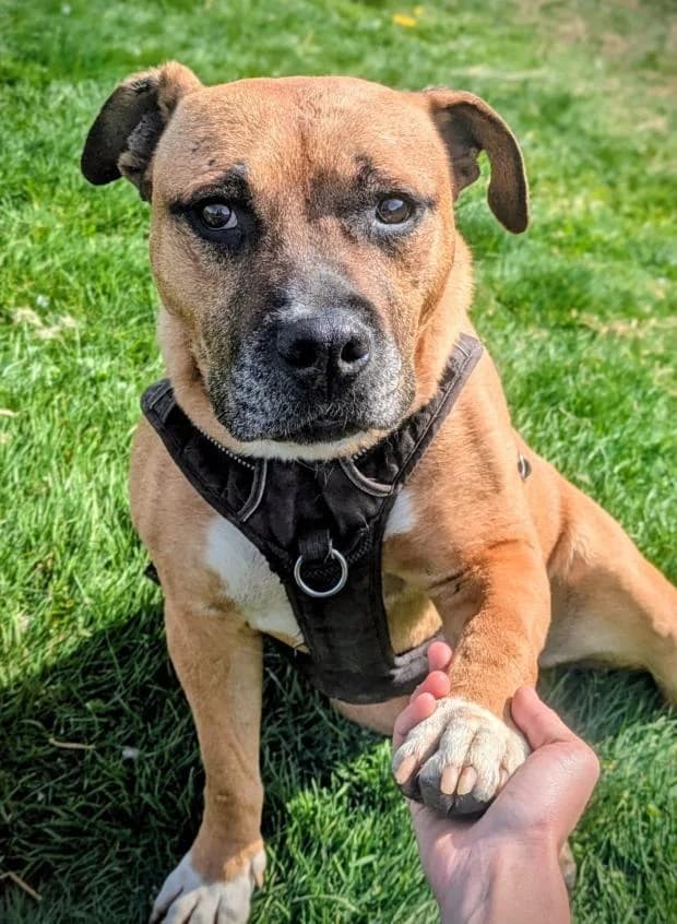 Milo, Mixed Breed (Fondation Brigitte Bardot)