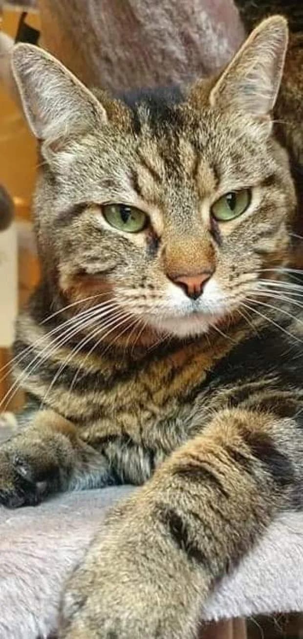Odyssee, European Shorthair (Fondation Brigitte Bardot)