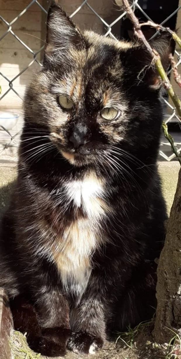 Morzine, Mixed Breed (Fondation Brigitte Bardot)
