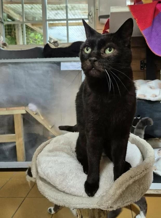 Pupuce, European Shorthair (Fondation Brigitte Bardot)