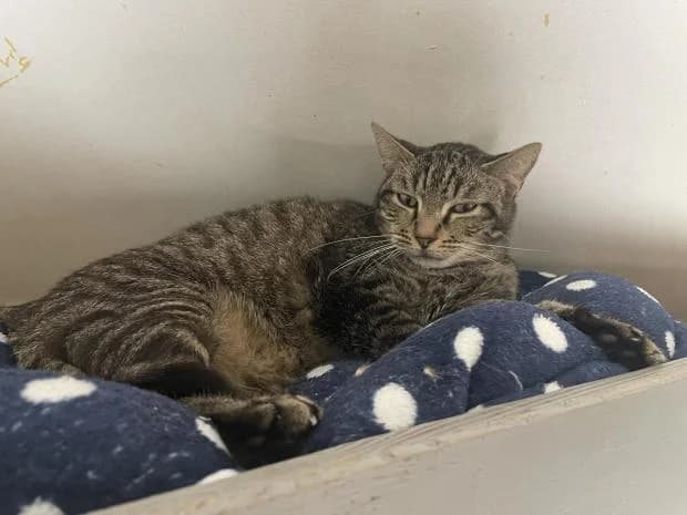 Jul, European Shorthair (Fondation Brigitte Bardot)