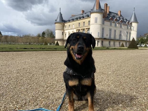 Mia, Mixed Breed (Fondation Brigitte Bardot)