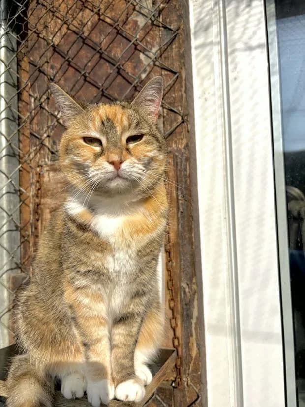 Skua, European Shorthair (Fondation Brigitte Bardot)