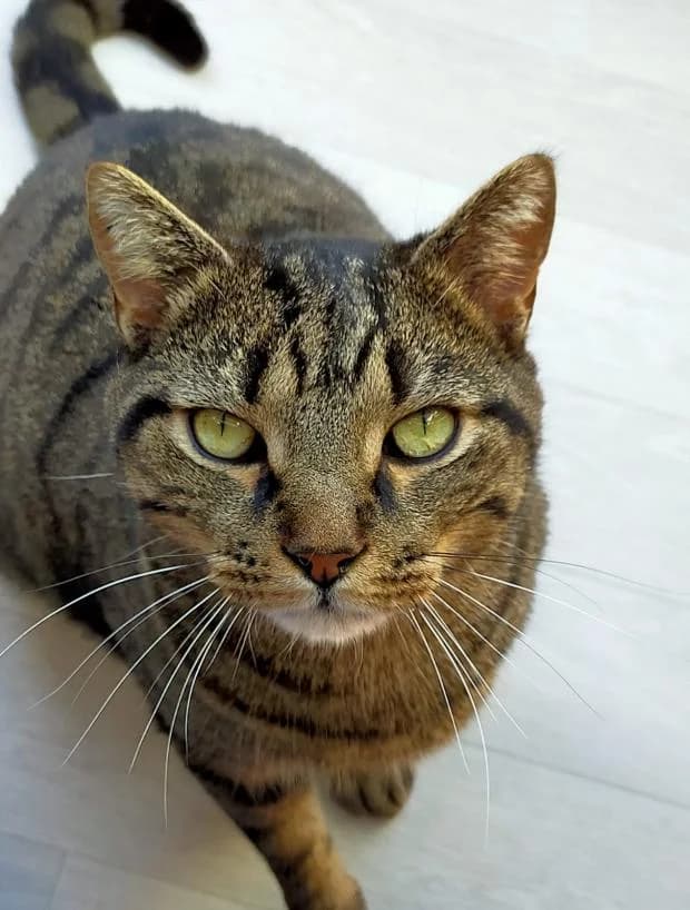 Ostrogo, Mixed Breed (Fondation Brigitte Bardot)