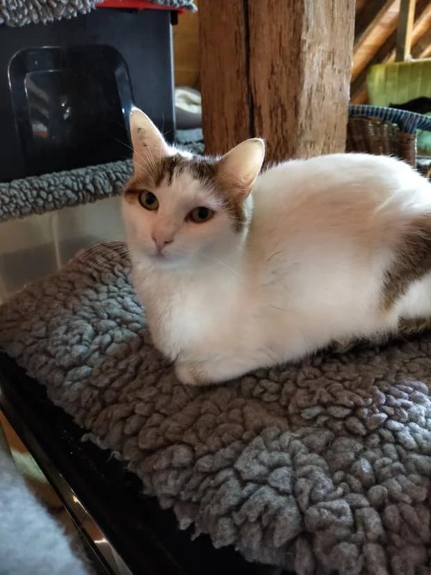 Flower, female European Shorthair for adoption at Fondation Brigitte Bardot, Paris