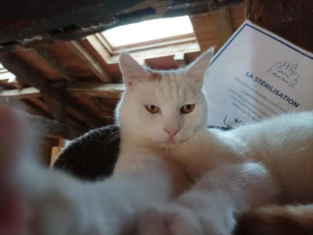 Omaley, male Mixed Breed for adoption at Fondation Brigitte Bardot, Paris