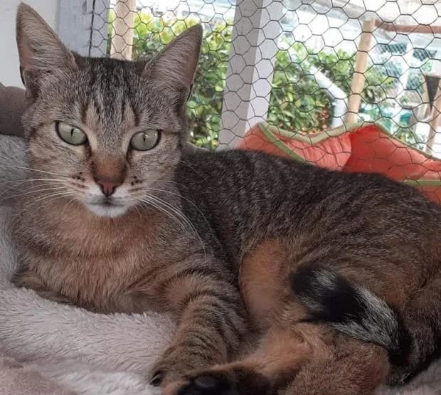 Zoomba, European Shorthair (Fondation Brigitte Bardot)