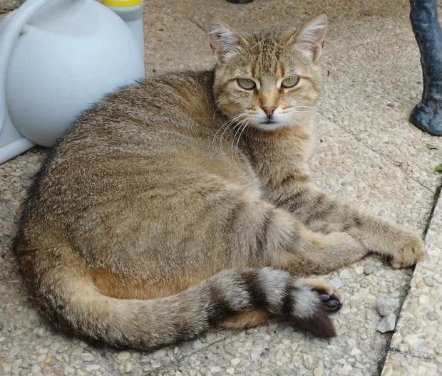 Medusa, European Shorthair (Fondation Brigitte Bardot)