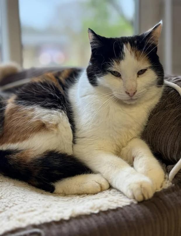 Chazey, female European Shorthair for adoption at Fondation Brigitte Bardot, Paris