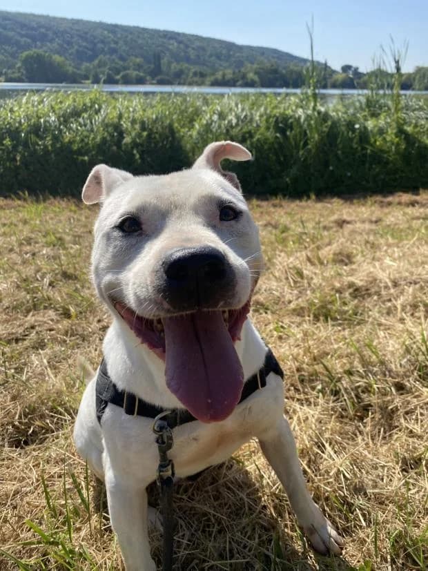 Tyson Dit Tyron, Mixed Breed (Fondation Brigitte Bardot)