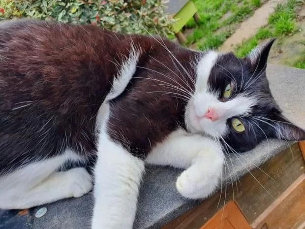Bishop, Mixed Breed (Fondation Brigitte Bardot)
