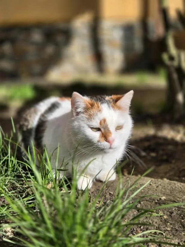 Mercure, Mixed Breed (Fondation Brigitte Bardot)