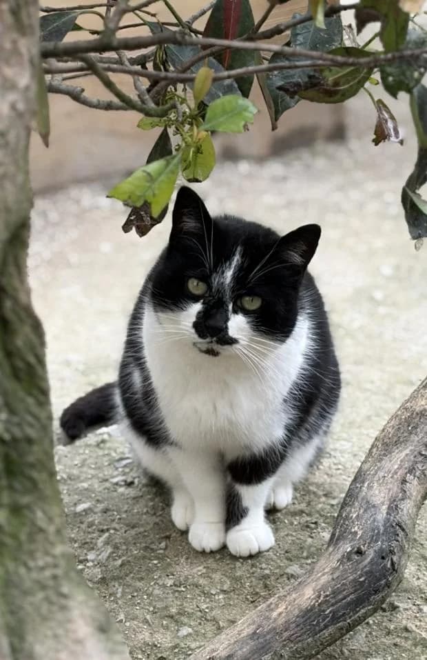 Guinness, female European Shorthair for adoption at Fondation Brigitte Bardot, Paris