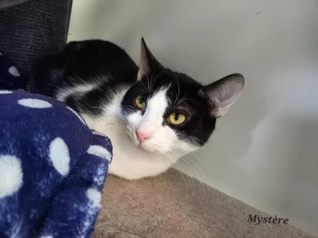 Mystere, male puppy Mixed Breed for adoption at Fondation Brigitte Bardot, Paris
