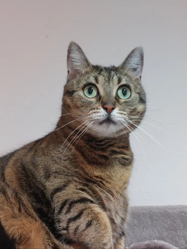 Chimie, female European Shorthair for adoption at Fondation Brigitte Bardot, Paris