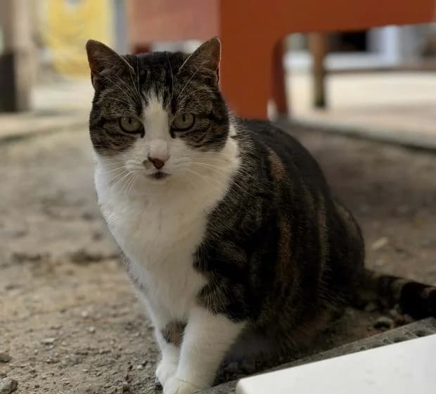 Spike, European Shorthair (Fondation Brigitte Bardot)