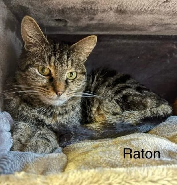 Raton, male European Shorthair for adoption at Fondation Brigitte Bardot, Paris