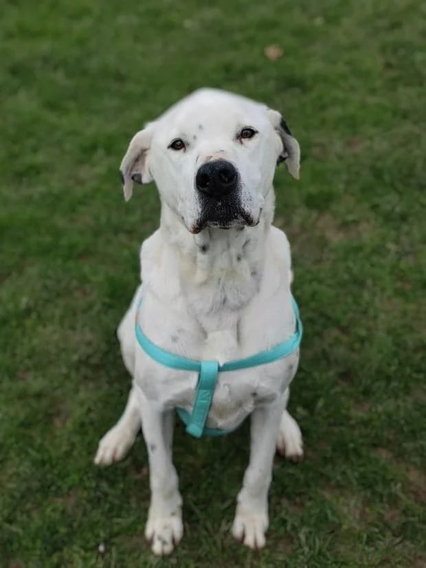 Phantom, Mixed Breed (Fondation Brigitte Bardot)