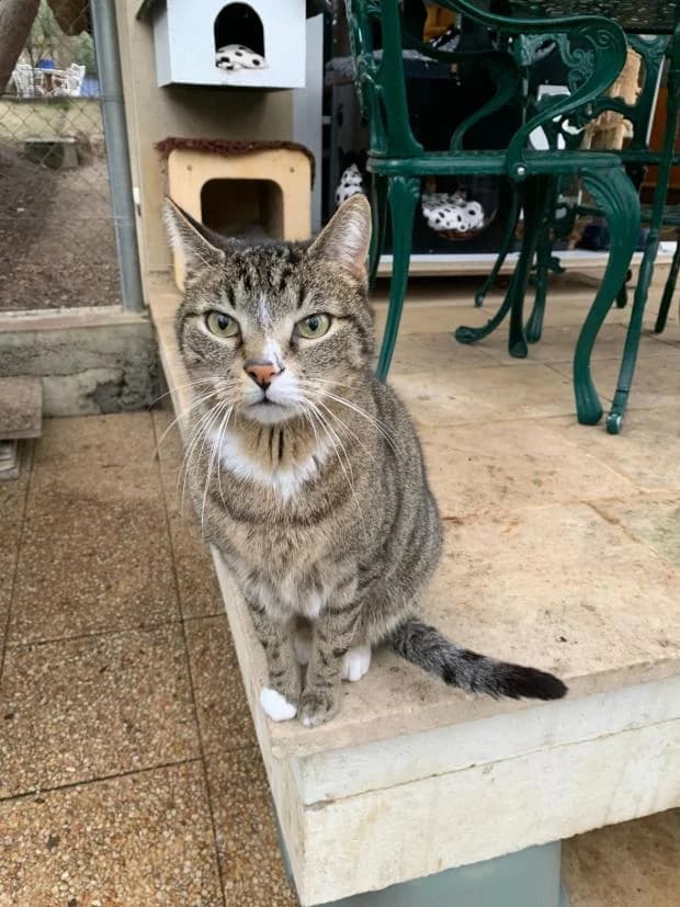 Bagheera, European Shorthair (Fondation Brigitte Bardot)