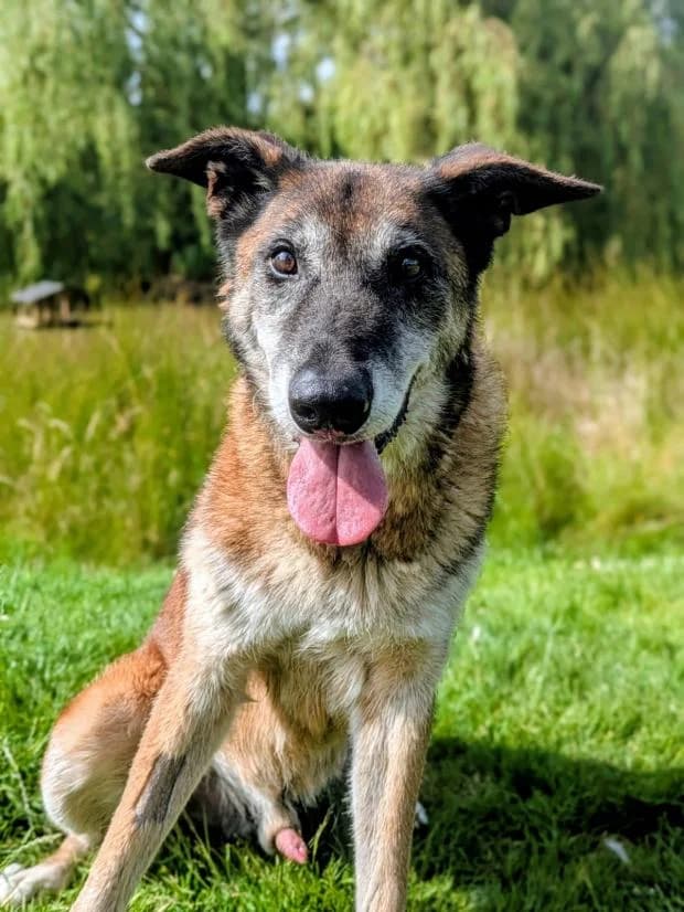 Charly, male Mixed Breed for adoption at Fondation Brigitte Bardot, Paris