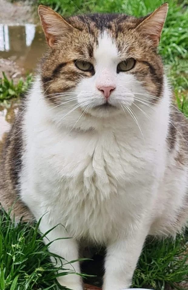 Oldy, male European Shorthair for adoption at Fondation Brigitte Bardot, Paris