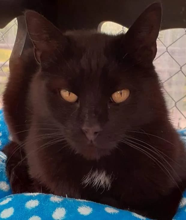Le Professeur, European Shorthair (Fondation Brigitte Bardot)