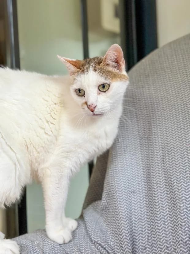 Gaby, male European Shorthair for adoption at Fondation Brigitte Bardot, Paris