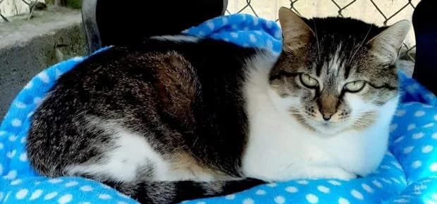 Oasis, female European Shorthair for adoption at Fondation Brigitte Bardot, Paris