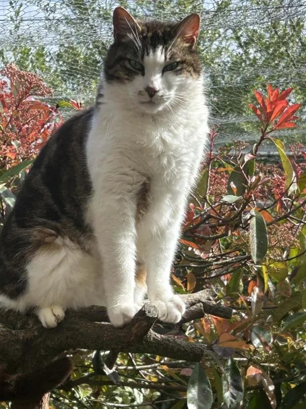 Neon, European Shorthair (Fondation Brigitte Bardot)