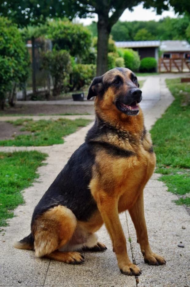 Mathieu Alias Mac, Mixed Breed (Fondation Brigitte Bardot)