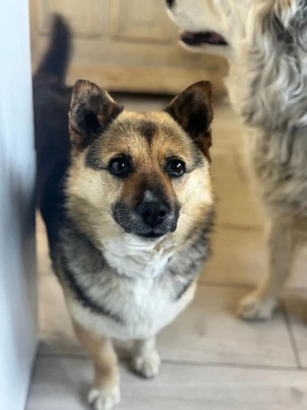 Tania, female Mixed Breed for adoption at Fondation Brigitte Bardot, Paris