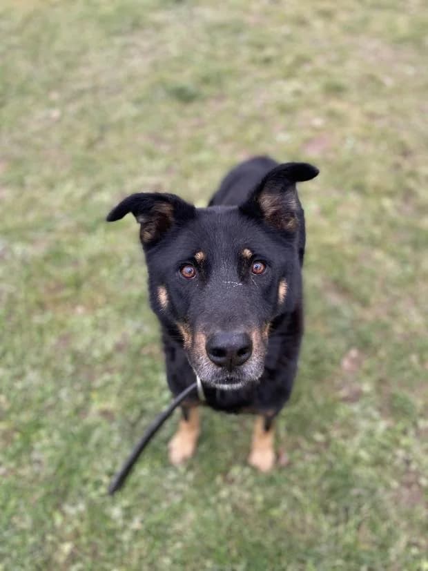 Newton, Mixed Breed (Fondation Brigitte Bardot)