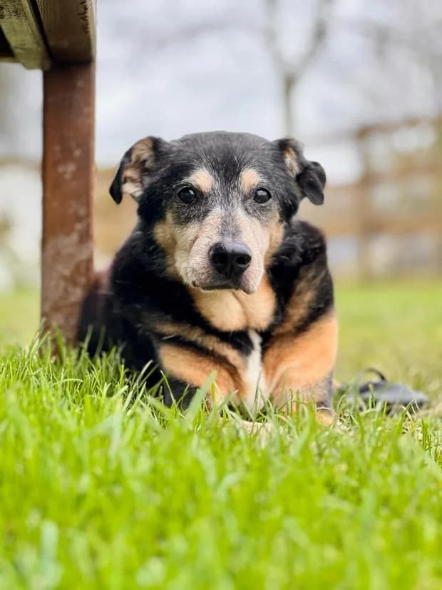 Rasta, Mixed Breed (Fondation Brigitte Bardot)