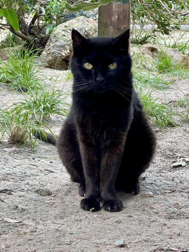 Eljin, Mixed Breed (Fondation Brigitte Bardot)